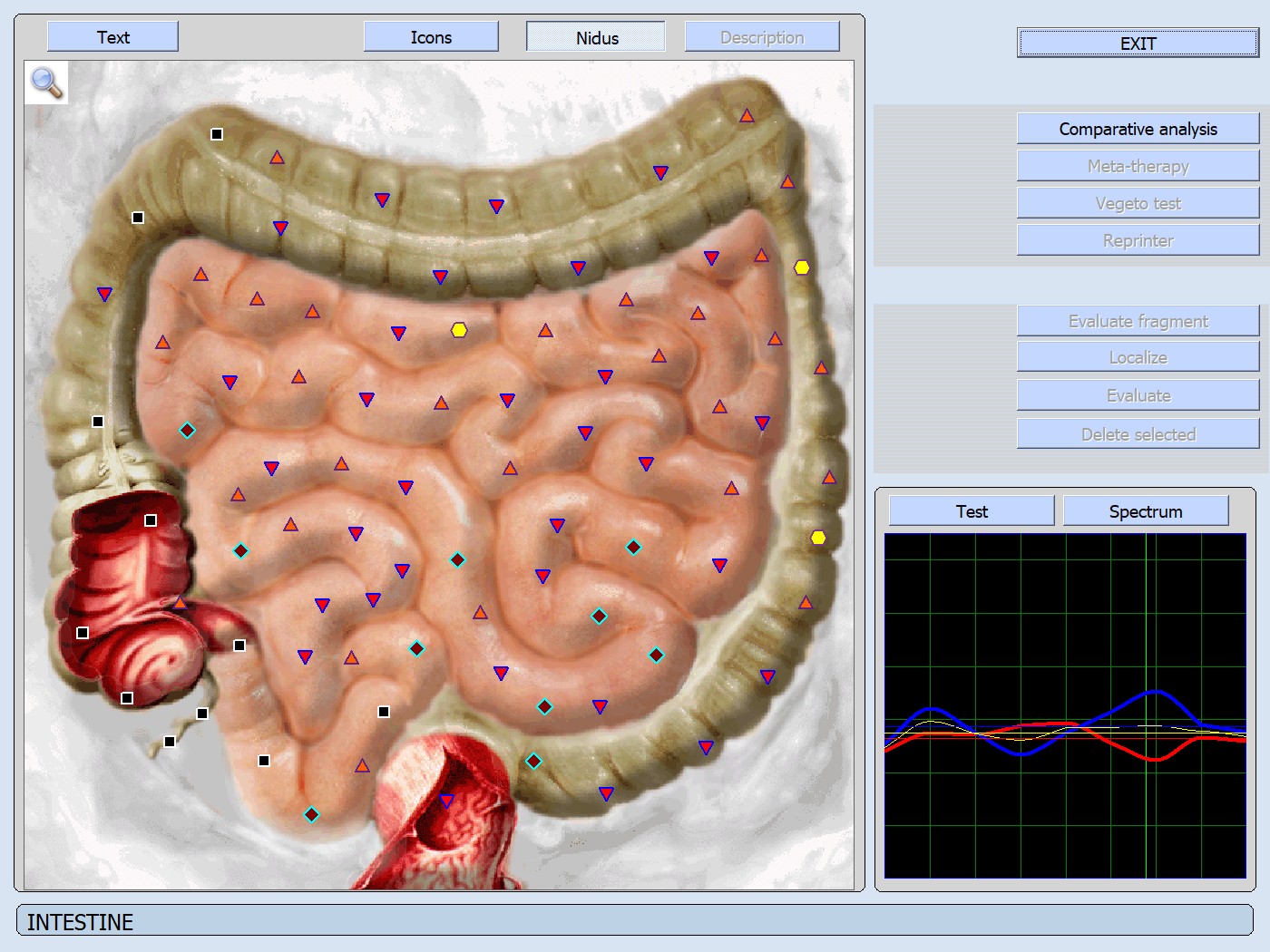 Intestino e colon