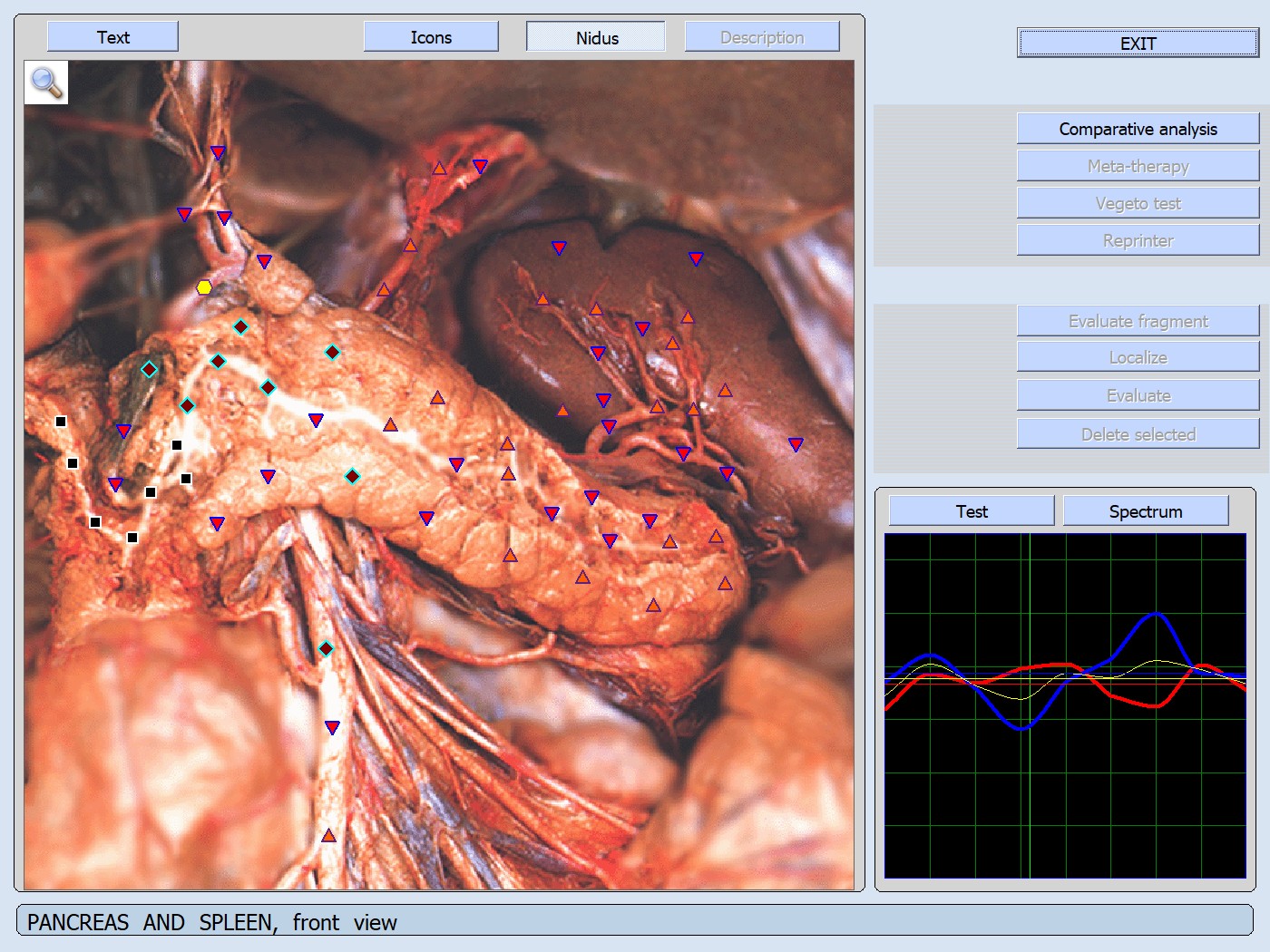 Pancreas corpo ghiandola